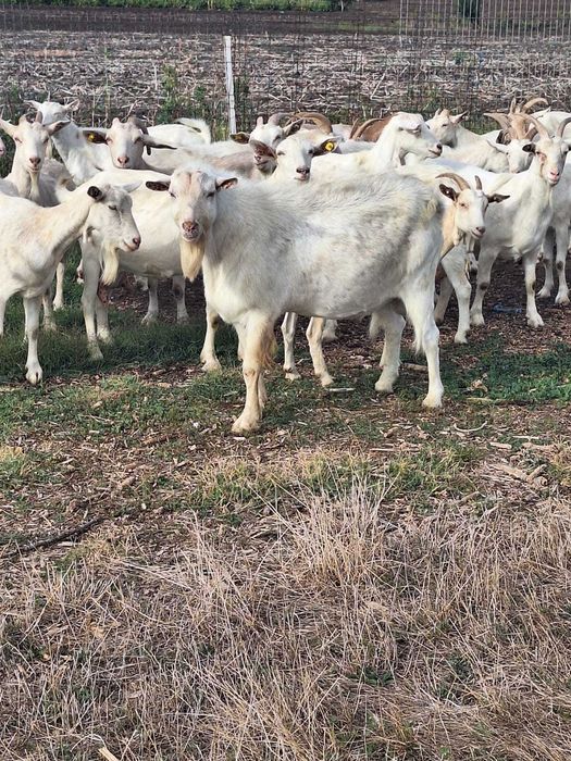 Capre Saanen de vânzare