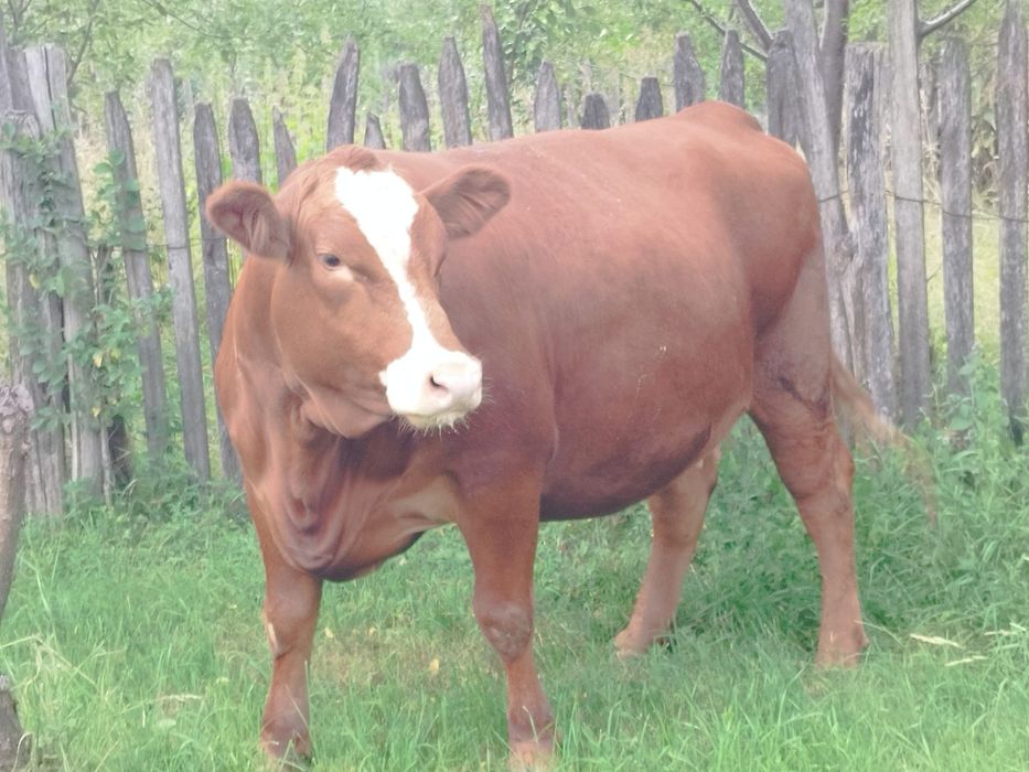 Vaca Red Angus(metis)