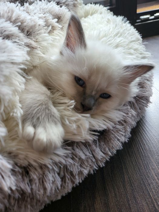 БИРМАНСКА СВЕЩЕНА КОТКА-единствена в България