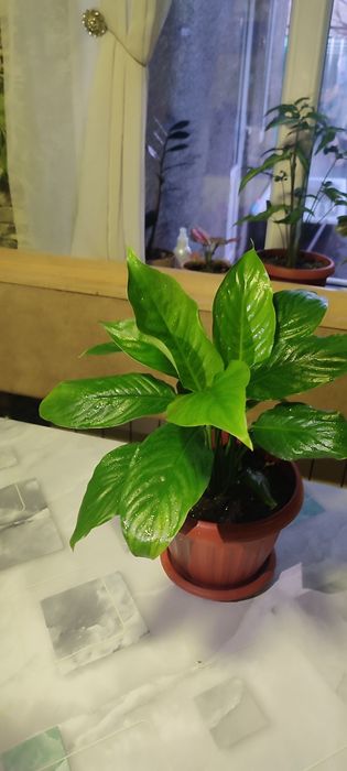 Продам Спатифиллум