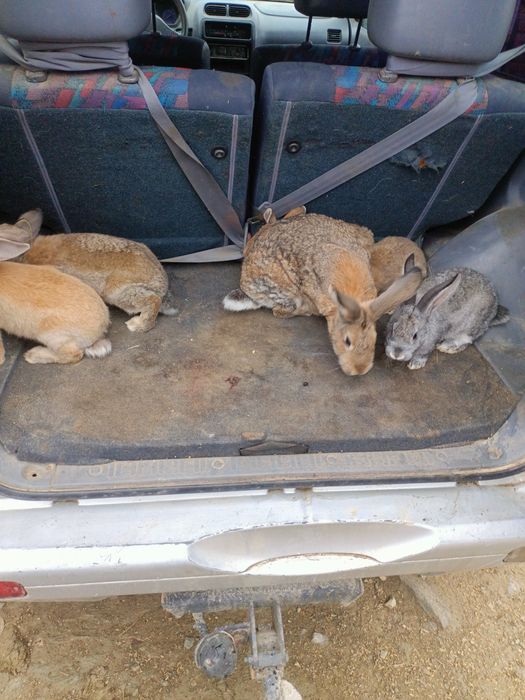 Vând o familie de iepuri