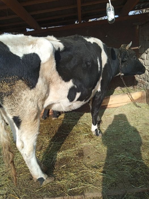 Продам      корову