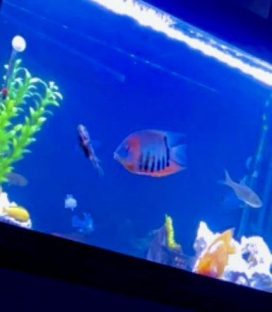 Ciclidă Severum Rotkeil