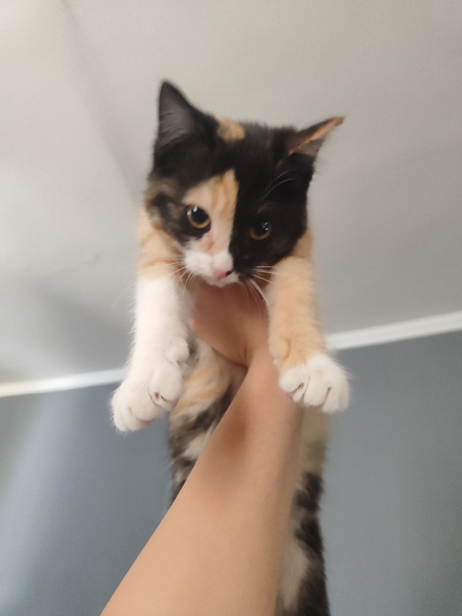 Котёночек девочка ищет дом