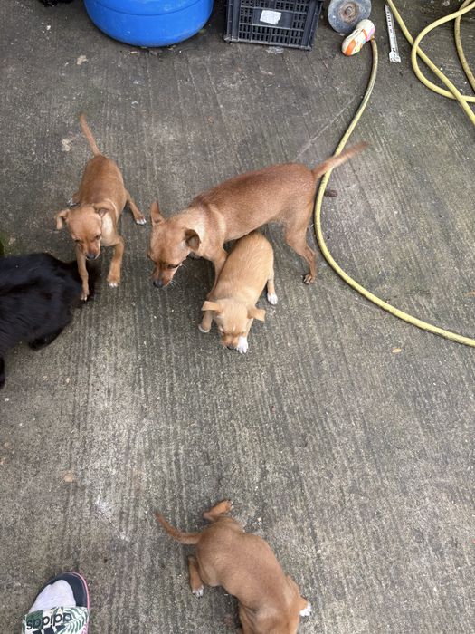 Пинчери търсят новия си дом