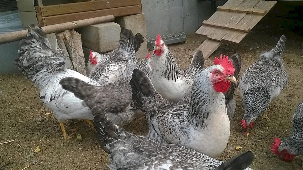 Барковская, Пушкинская инкубационное яйцо