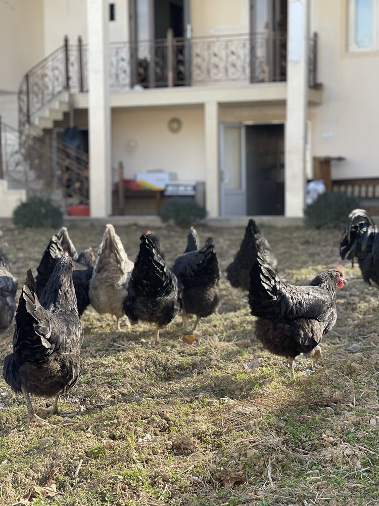 Australop tovuqlari