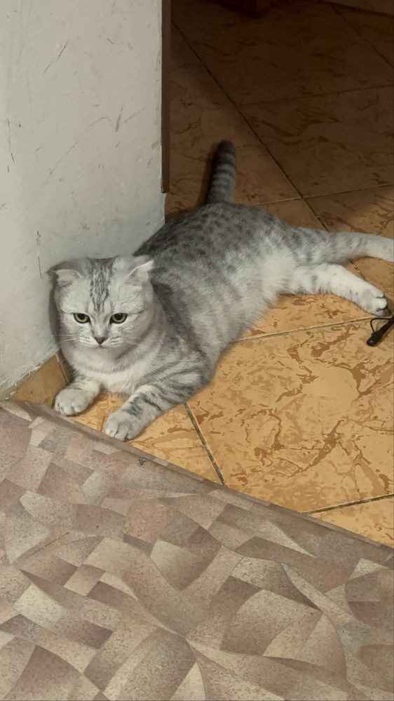 Ищем кота для вязки