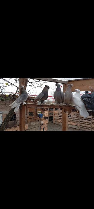 Porumbei jucători de Botoșani și voltați coada neagra