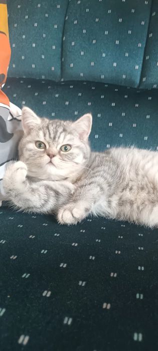 Brithish chincilla silver