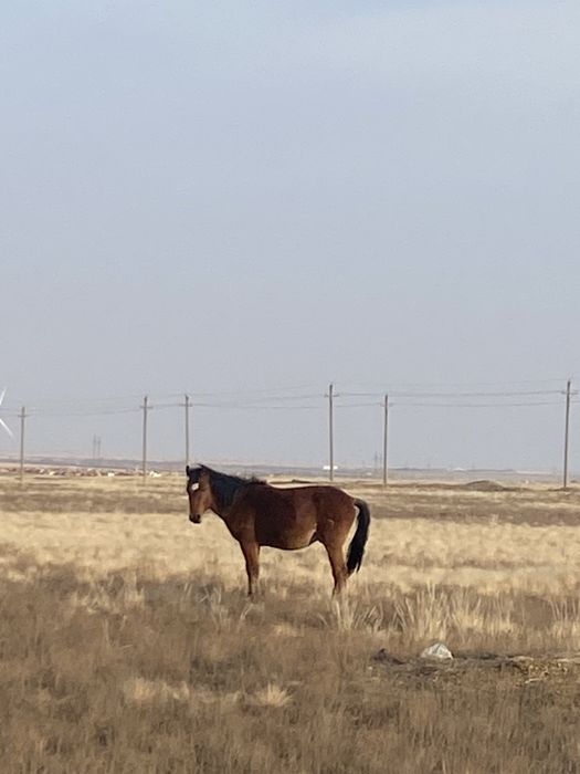 Тай сатылады !!!
