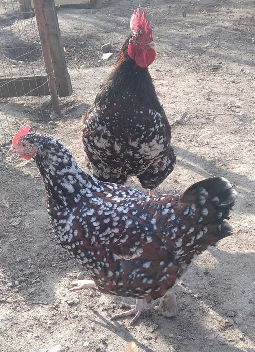sau schimb cocosei din rasa de gaini Sussex Portelan