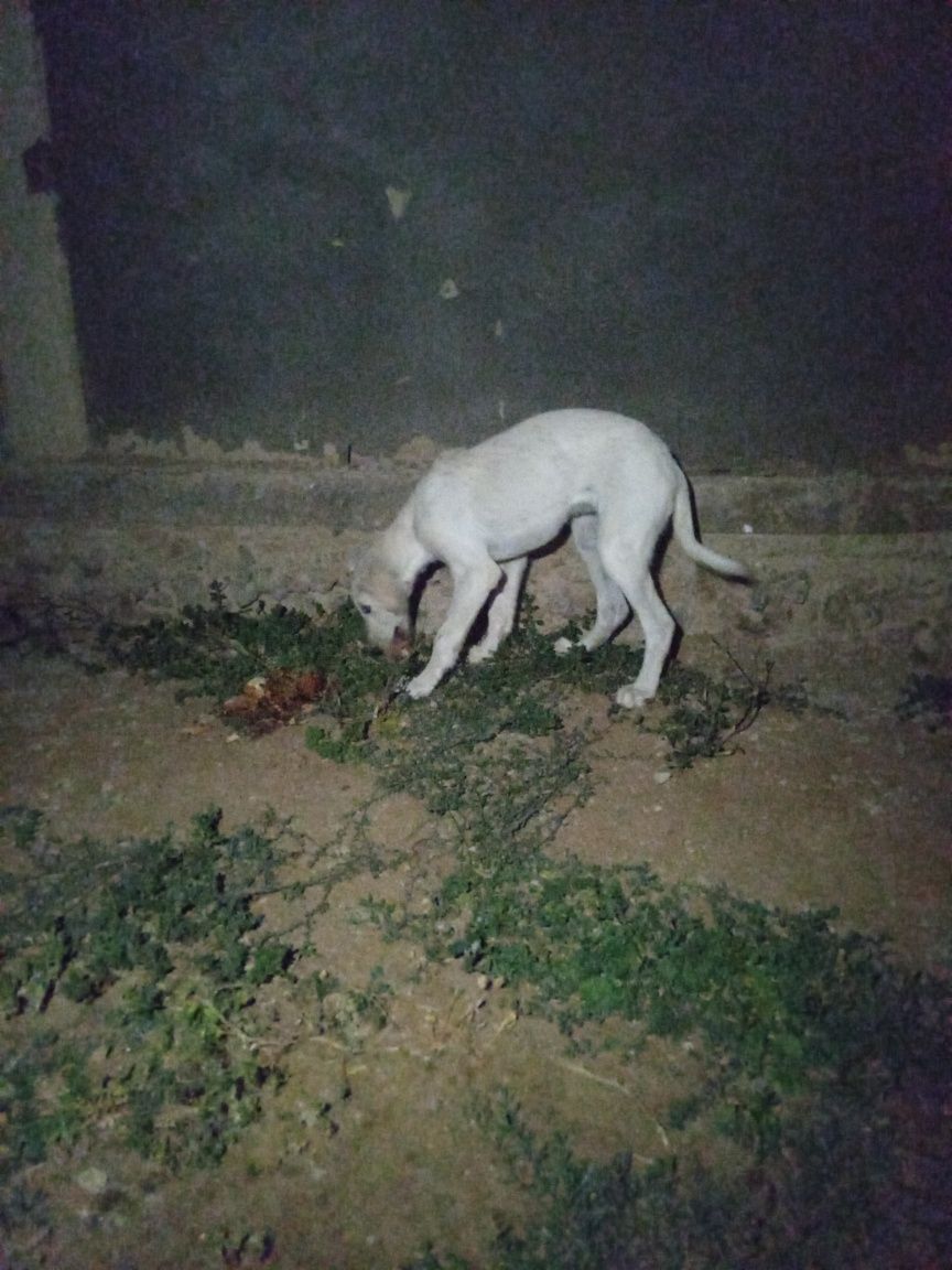 Тазы ұрғашы5 айылық