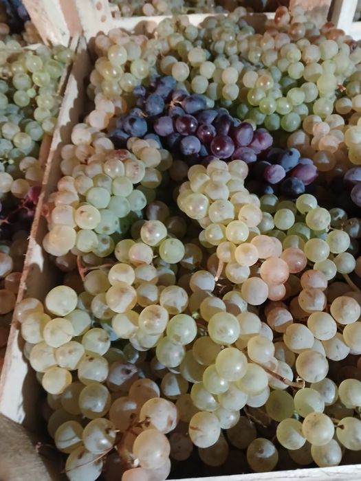 Struguri de Masa, Ceasla si Moldova, Panciu, Direct Producator