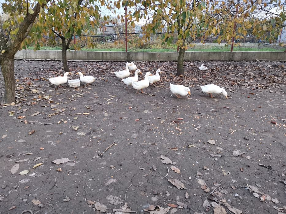 Vând rațe 70 lei bucata !