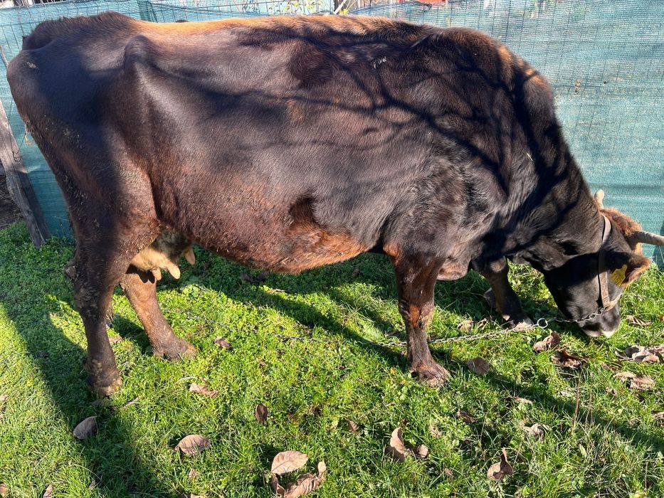 Vaca de vanzare -