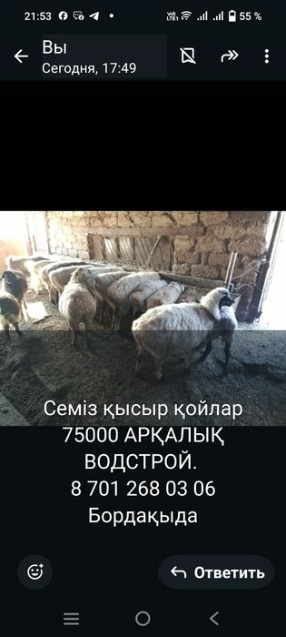 Семіз БОРДАҚЫДАҒЫ (ОТКОРМ) қойлар сатылады.