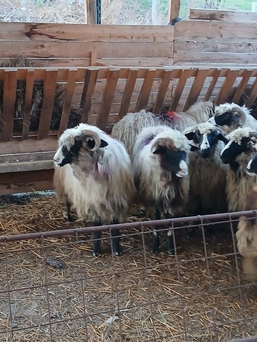 Vind 18 oi breze tinere cu nasul alb