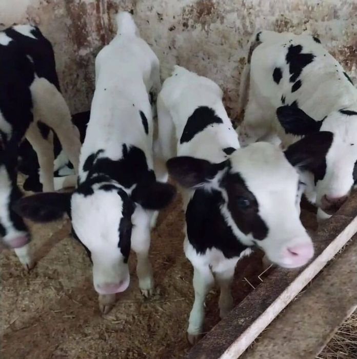 Продам телята бычки пишите на ватсап