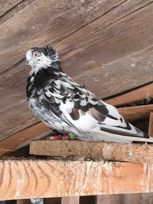 Porumbei jucatori de amara