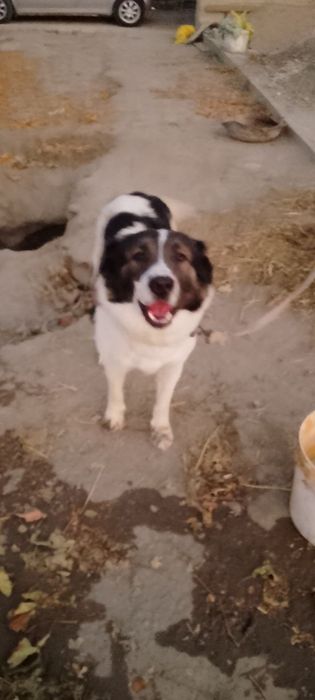 Ишончли кулга бераман