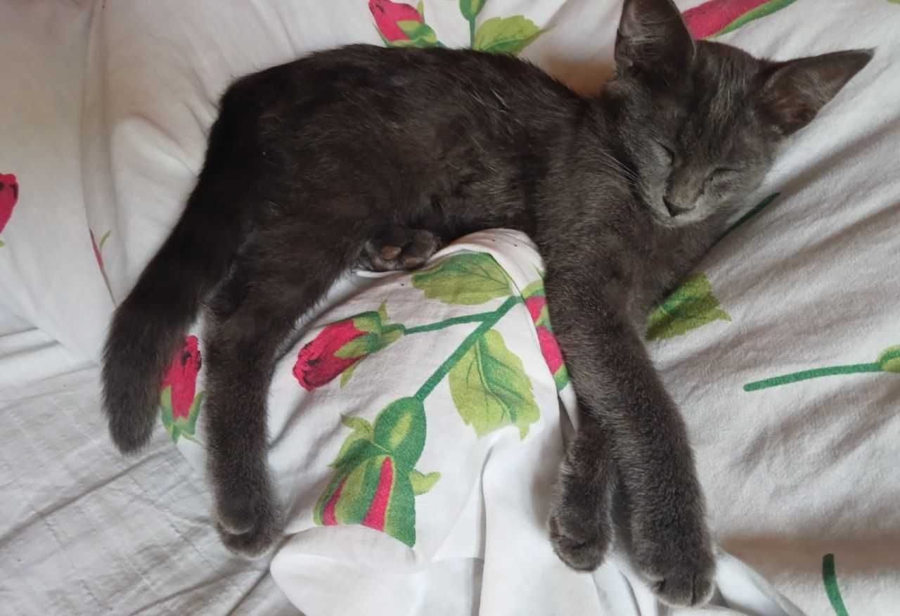 Котёнок Скоттиш-страйт