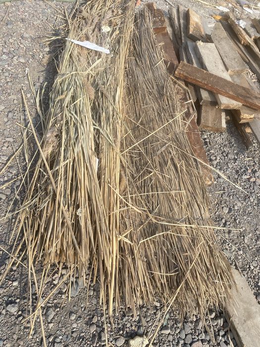 Камыш отдам бесплатно