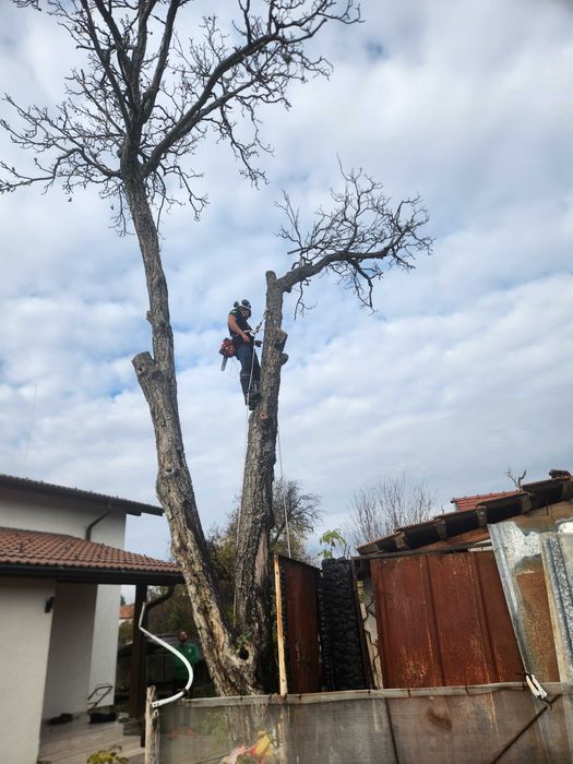 Рязане на Опасни Дървета