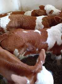 Taurasi și vitele baltate