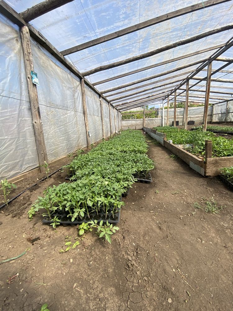 Răsaduri hibride de calitate – gata de plantat!