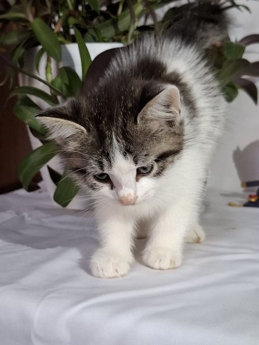 Подари Алексу семью