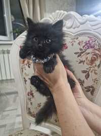 Котёнок чёрный пушистый в добрые руки