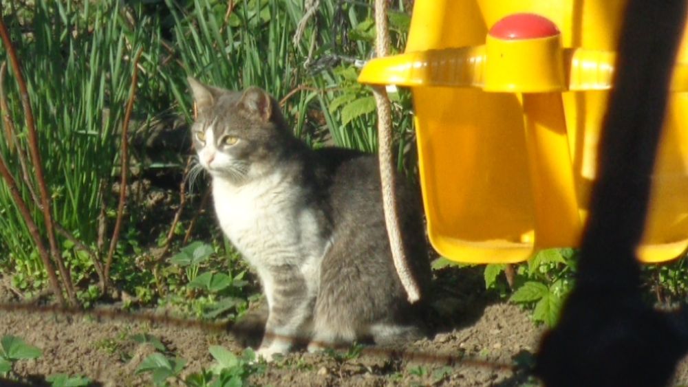 Фотоапарат Sony DSC-W730