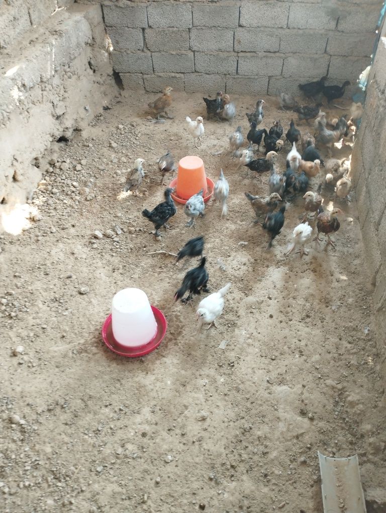 Продам домашних цыплят