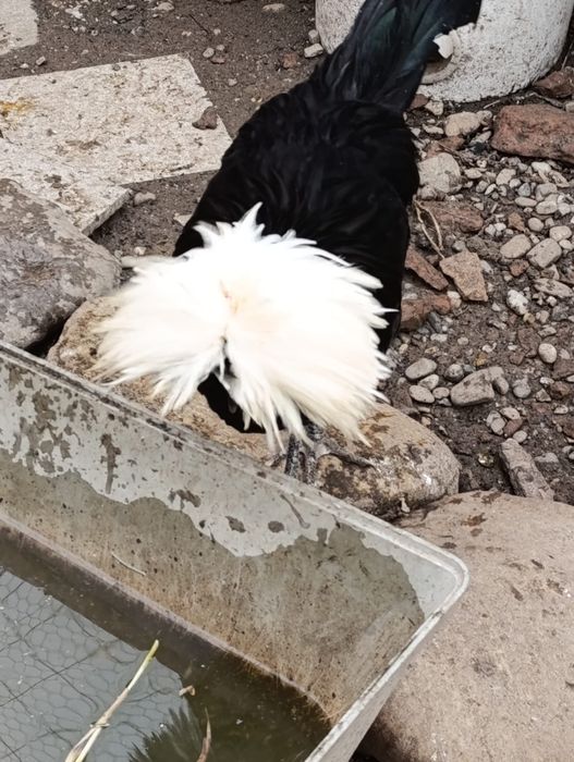 Cocos moțat olandez