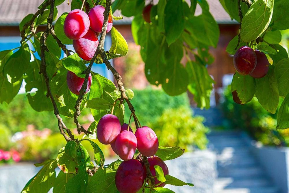 Vindem Vita de vie si pomi fructiferi -plantam si livram in toata tara