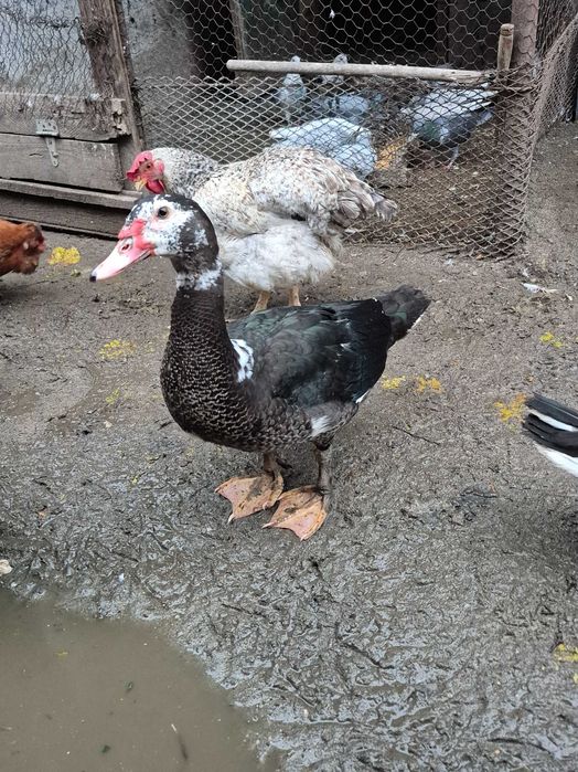 Cocosi motati si ratoi lesesti 2025