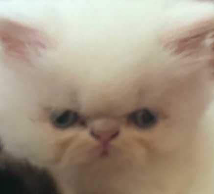 Продават се персийски котенца