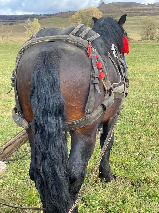 Mânz de 2ani și 5 luni  de vânzare în  sat Viscri jud Brașov