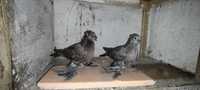 Продам голубей двучубых челкарей