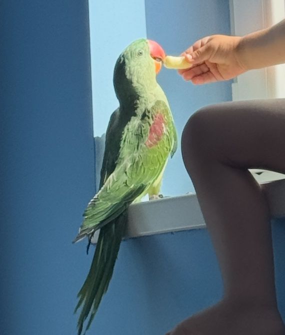 Papagal Marele Alexander (pui) + colivie