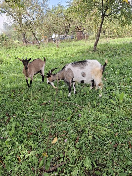 Capra si iada de vanzare