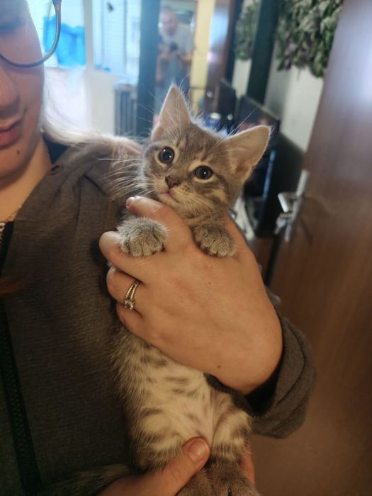 Dau spre adoptie 2 pui de pisica