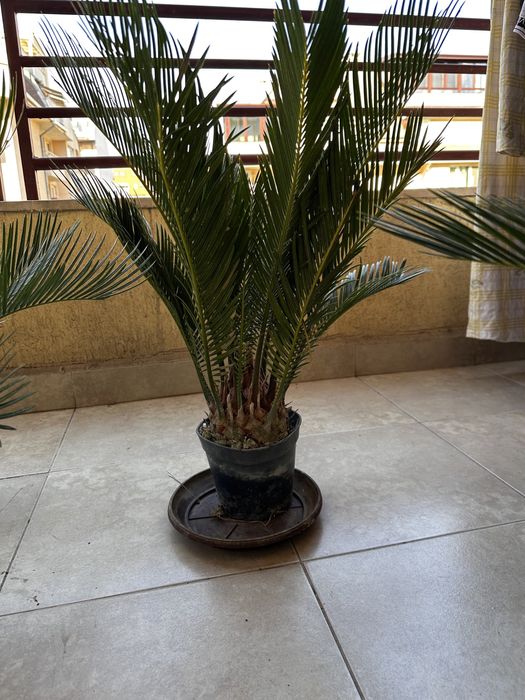 Палми Цикас за дома и градината