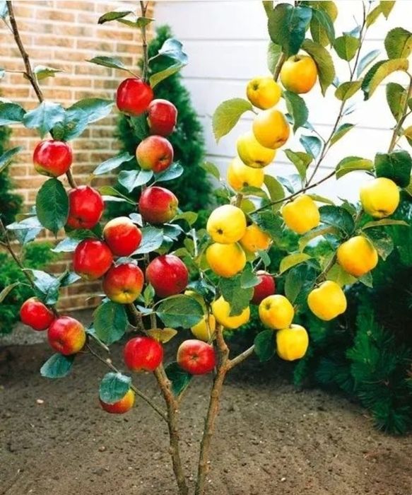 Pomi Fructiferi Duo (Măr )