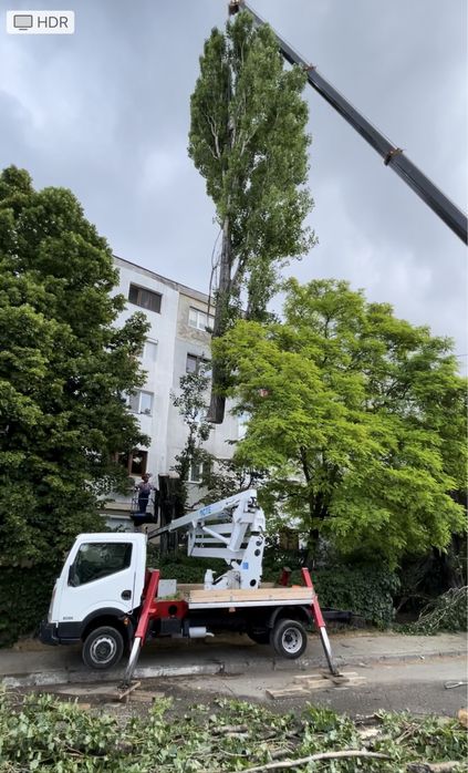 Taieri/toaletari/doborari arbori de orice dimensiuni