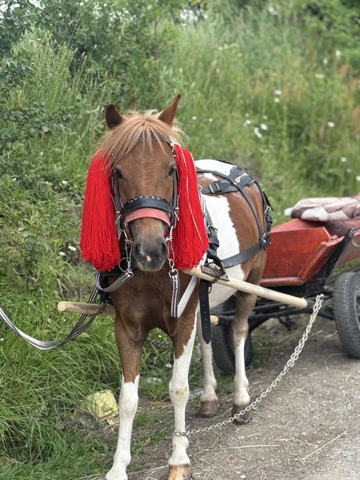 Vand poienita in varsta de 4 ani cu tot cu caruta si ham!