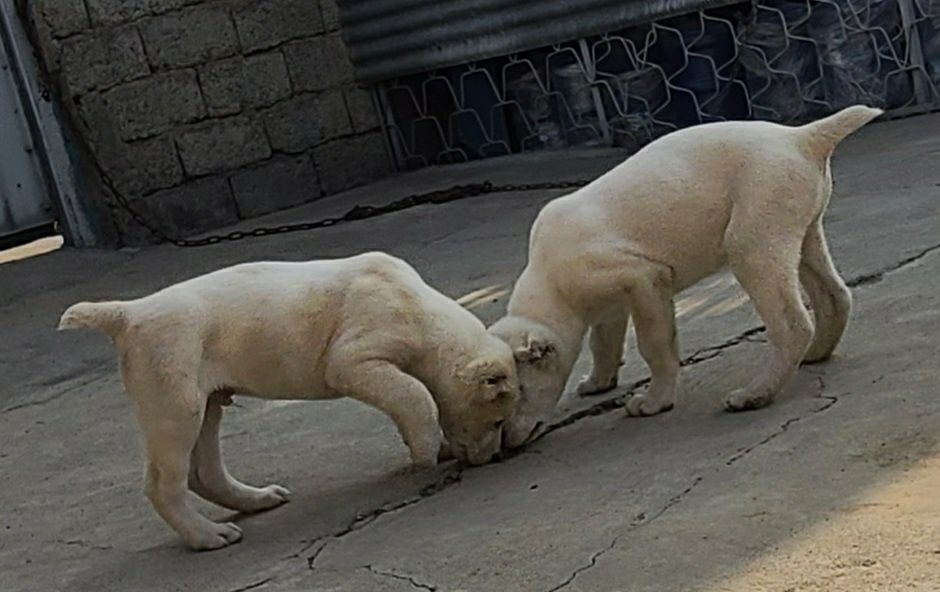 Щенки алабай готовы к продаже