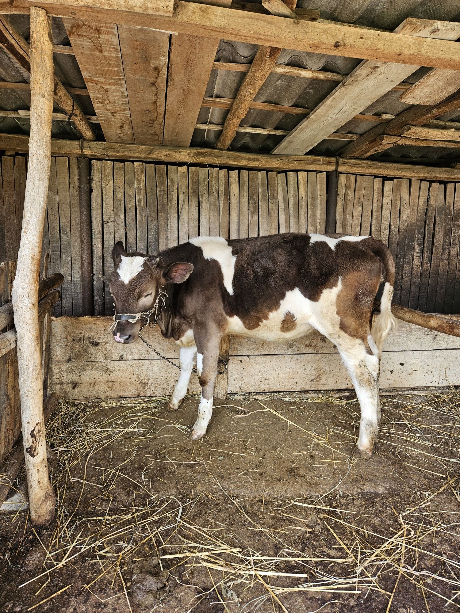 Vând vițică tânără