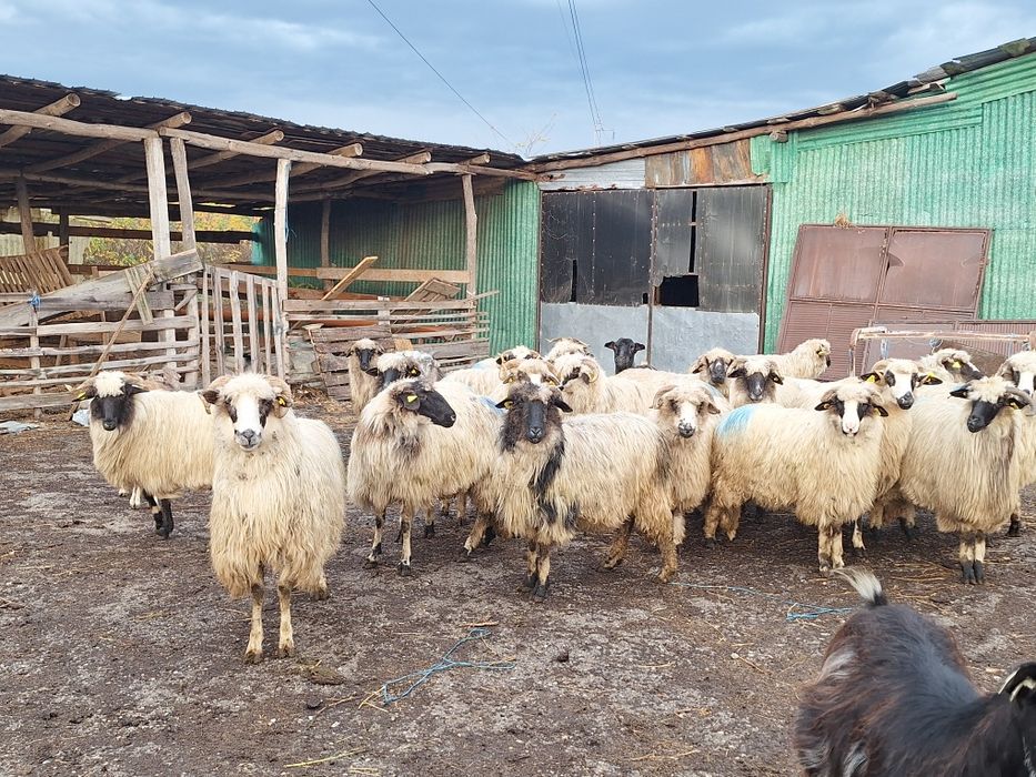 Vand 20 de oi tinere